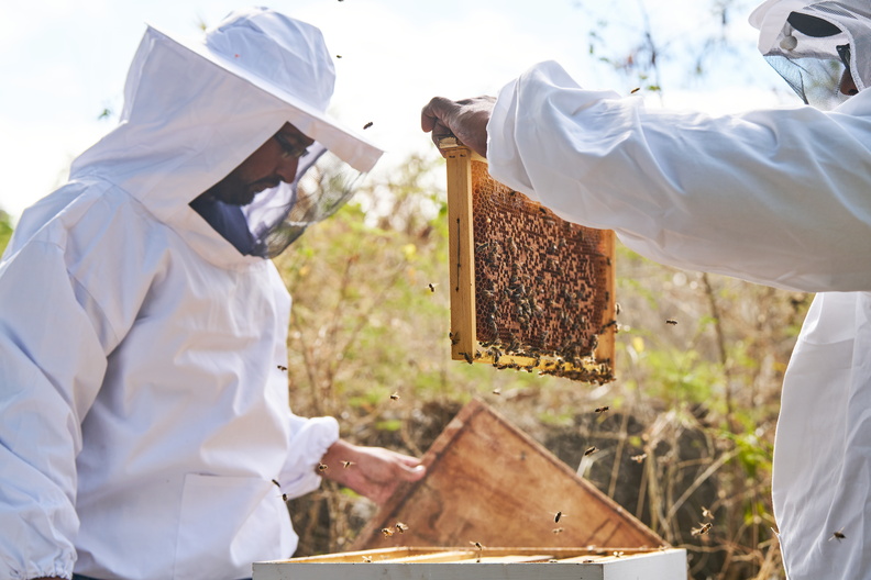 LUX* Grand Gaube bourdonne d’activité à l'occasion de la Journée mondiale des abeilles